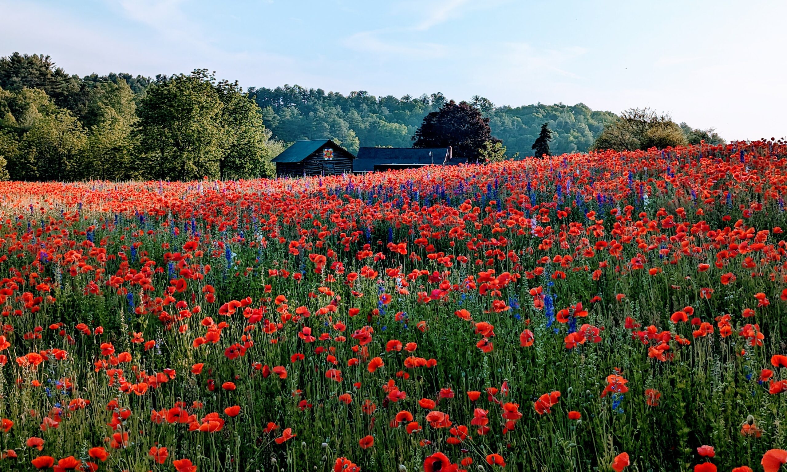 bright red spring flowers in the Holston River Valley area