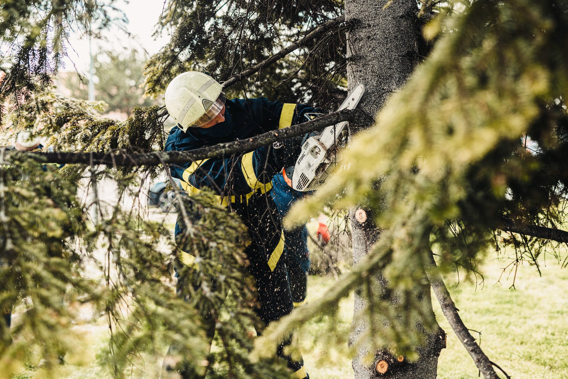 an arborist cutting a tree branch